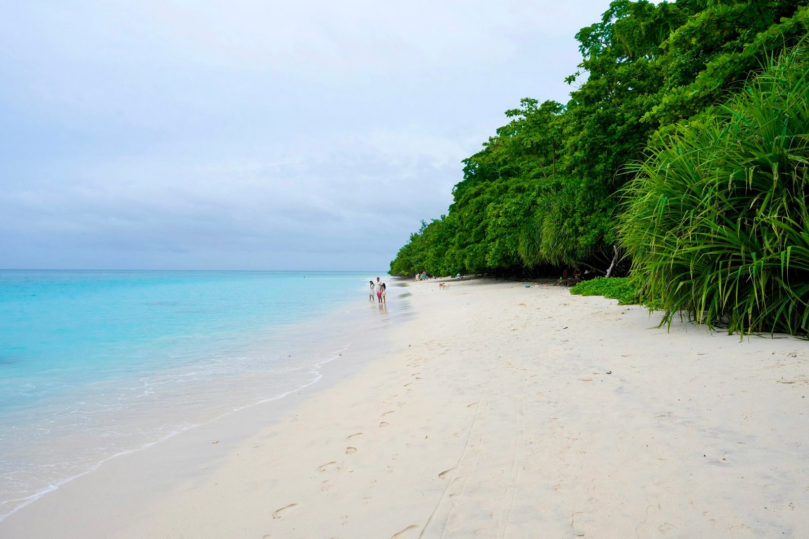 White sand and forest, Andaman Islands