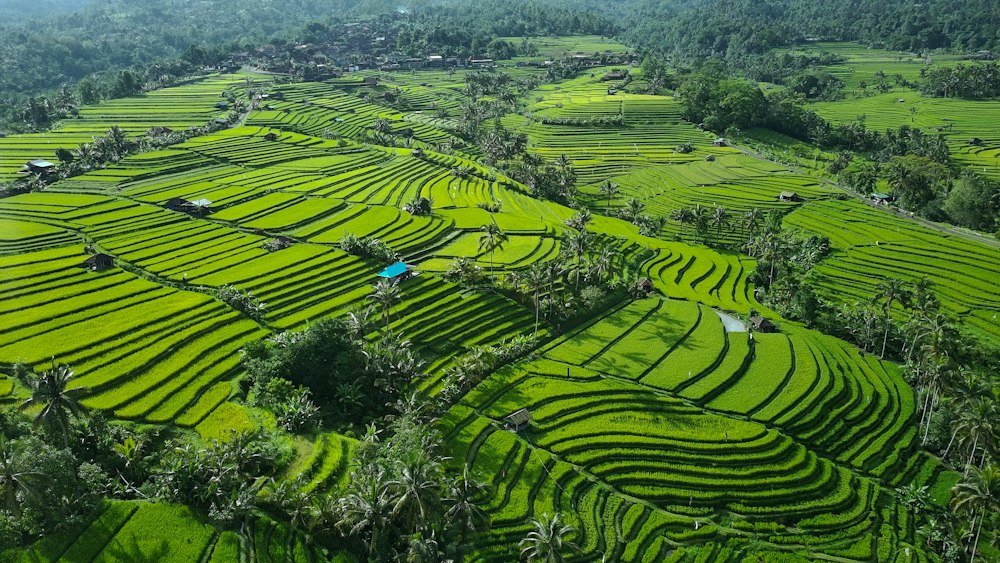 Rice terraces of central Bali