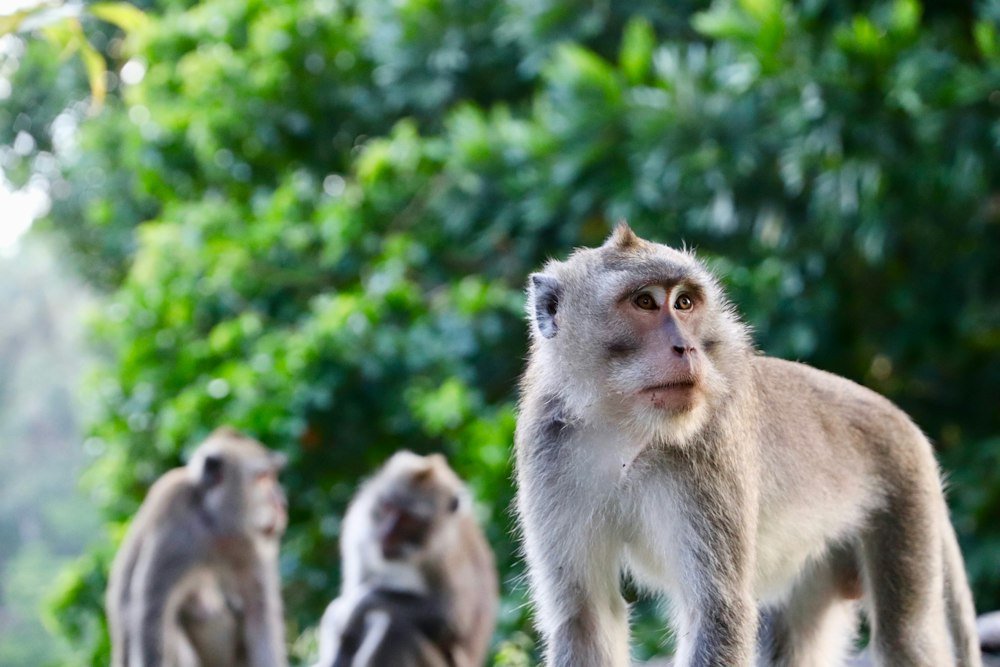 Macaques in the Sacred Monkey Forest, Ubud