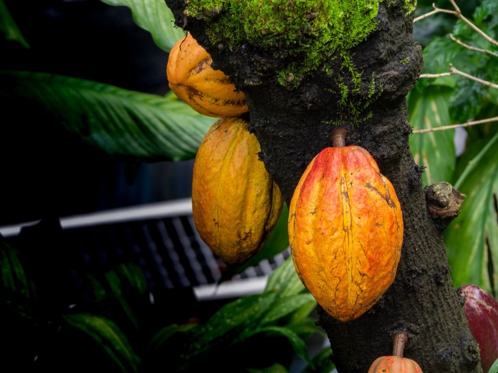 Cacao pods on the tree