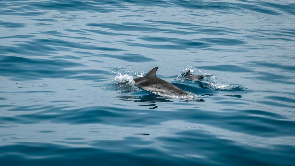 Dolphins at sea