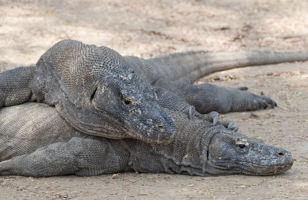 A Komodo dragon, Komodo National Park