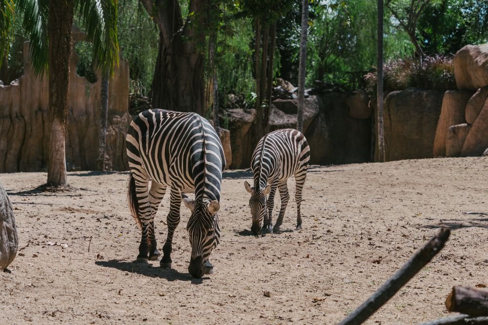 Zebras at a safari park