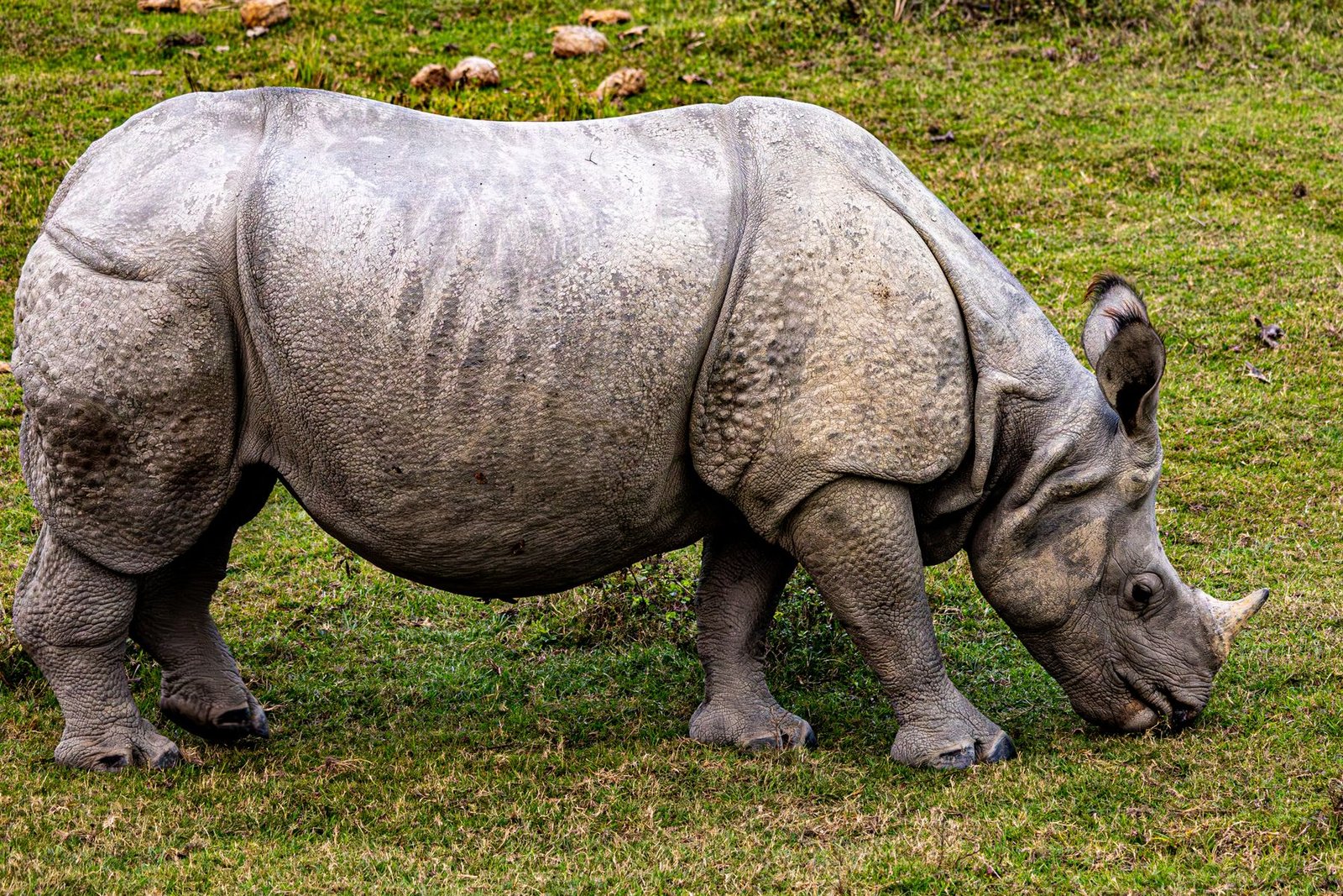 An Indian one-horned rhinoceros
