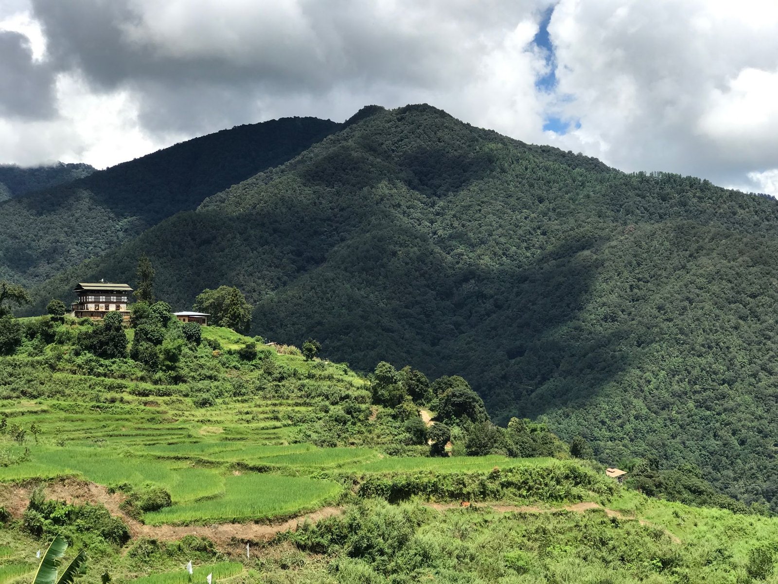 Rice terraces near Punakha