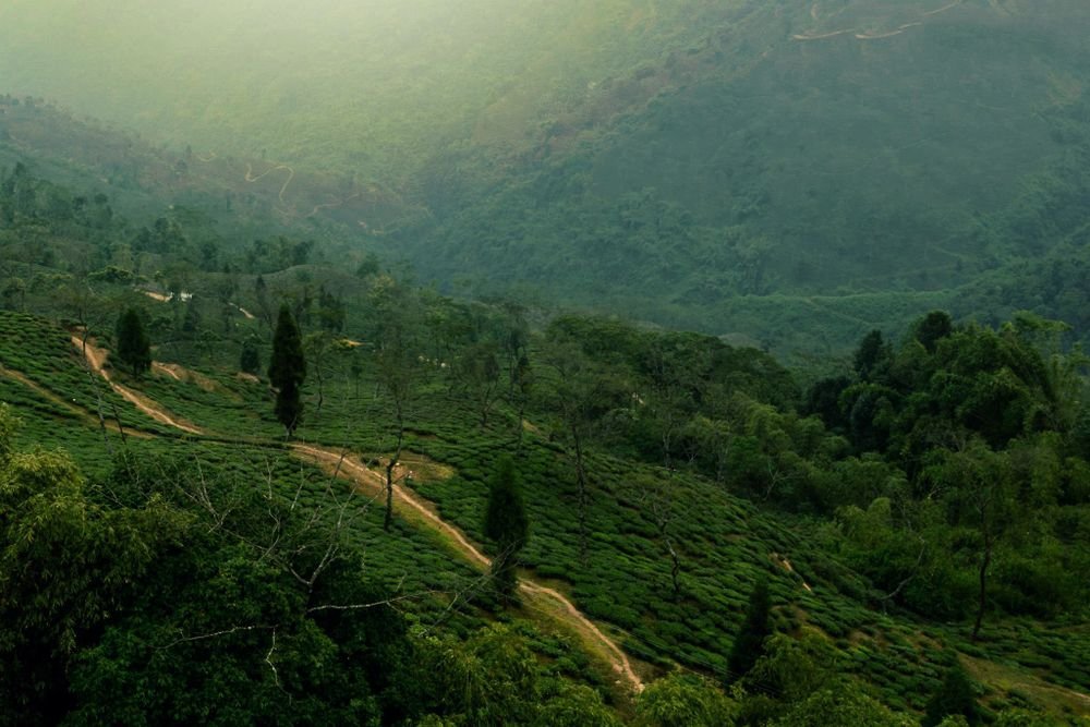 Tea gardens in the Darjeeling hills