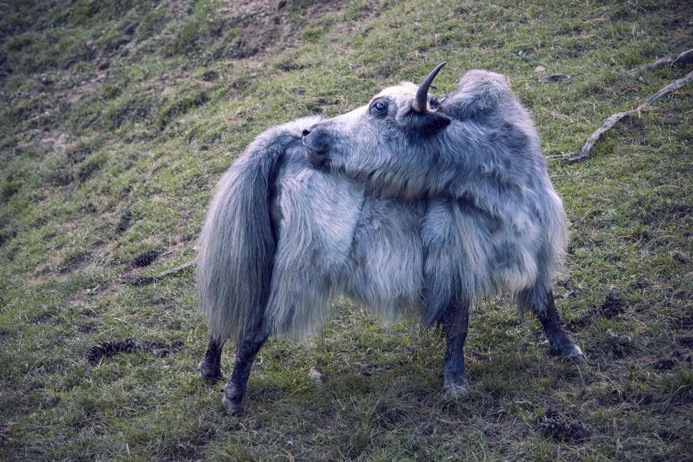 A yak grazing above Thimphu
