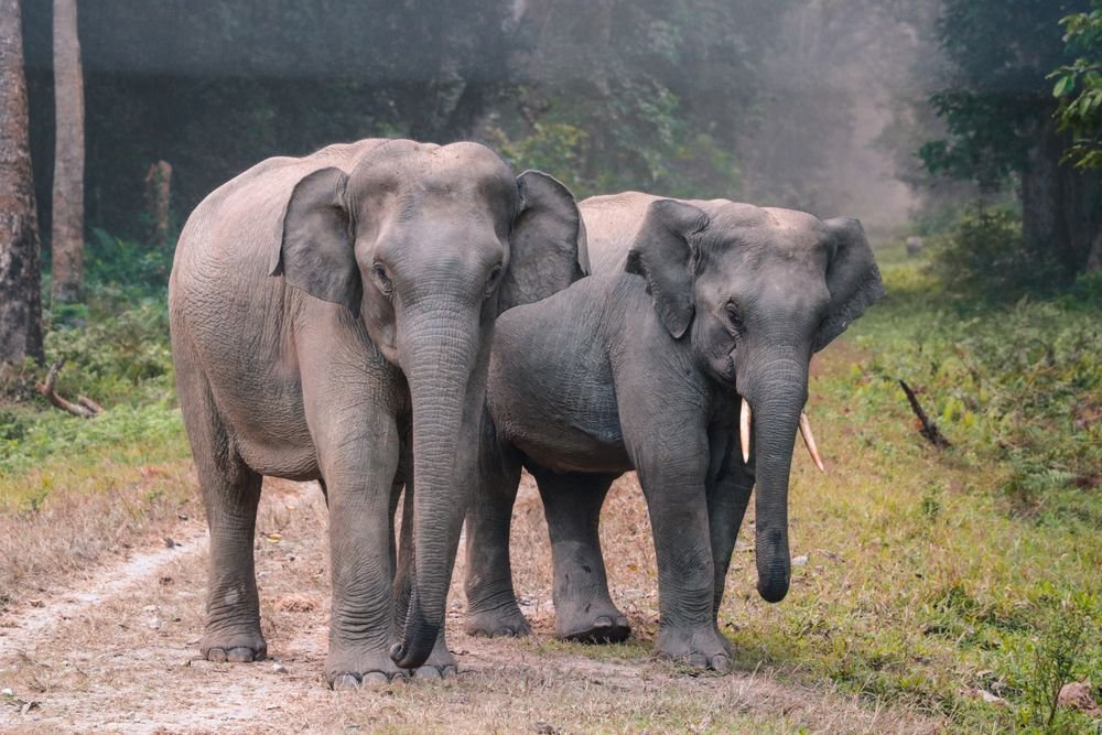 Asian elephants on a forest track