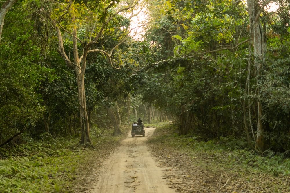 A track through the forest