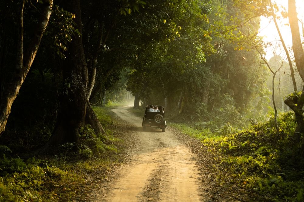A jeep safari in the forest