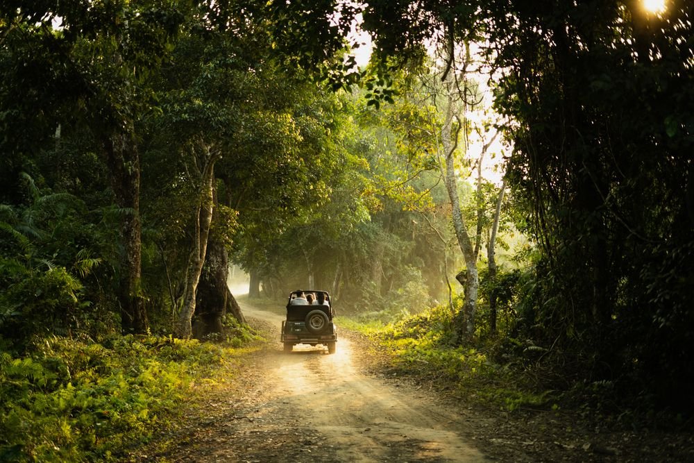 A jeep on a forest track at sunset