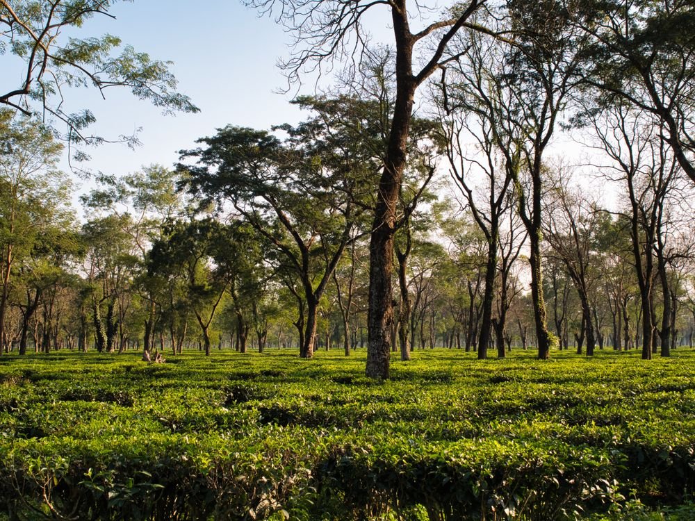 Tea bushes under shade trees