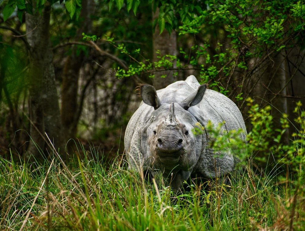 A one-horned rhino in the forest