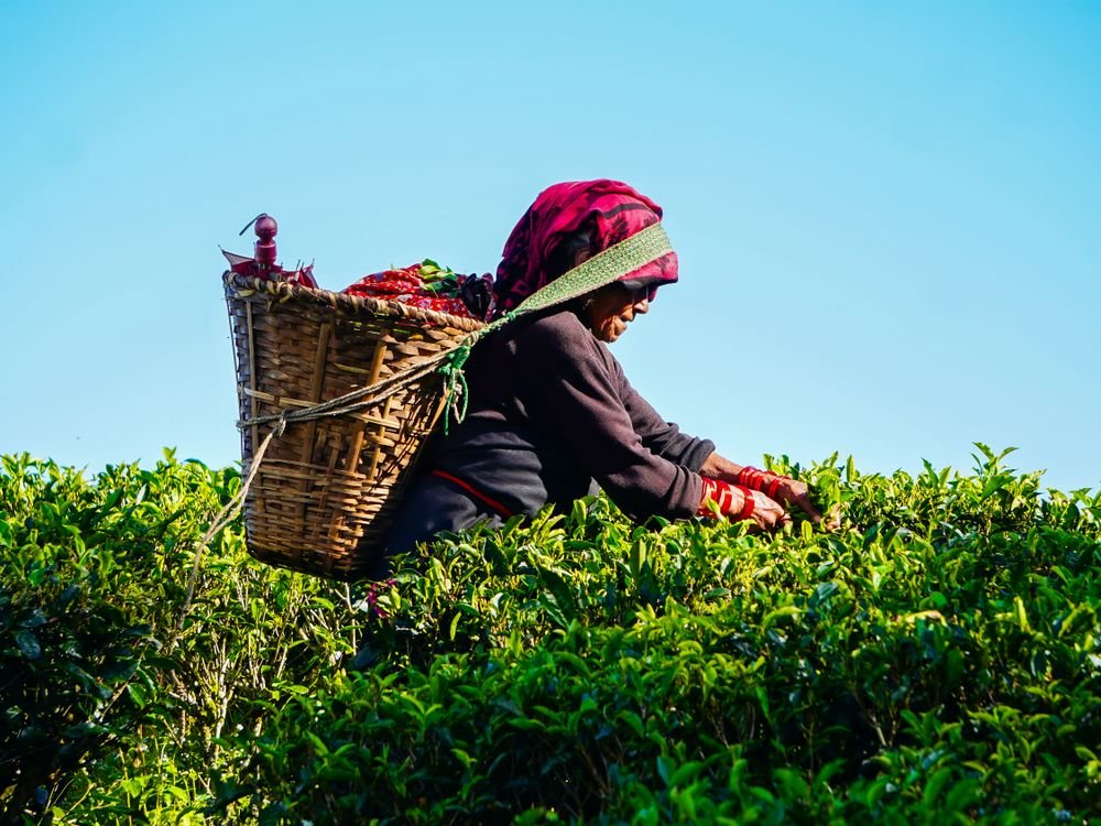 Picking tea in Darjeeling