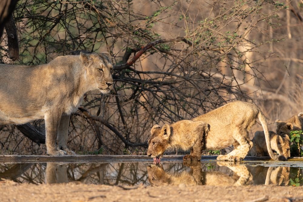 A lioness and her cubs, Sasan Gir