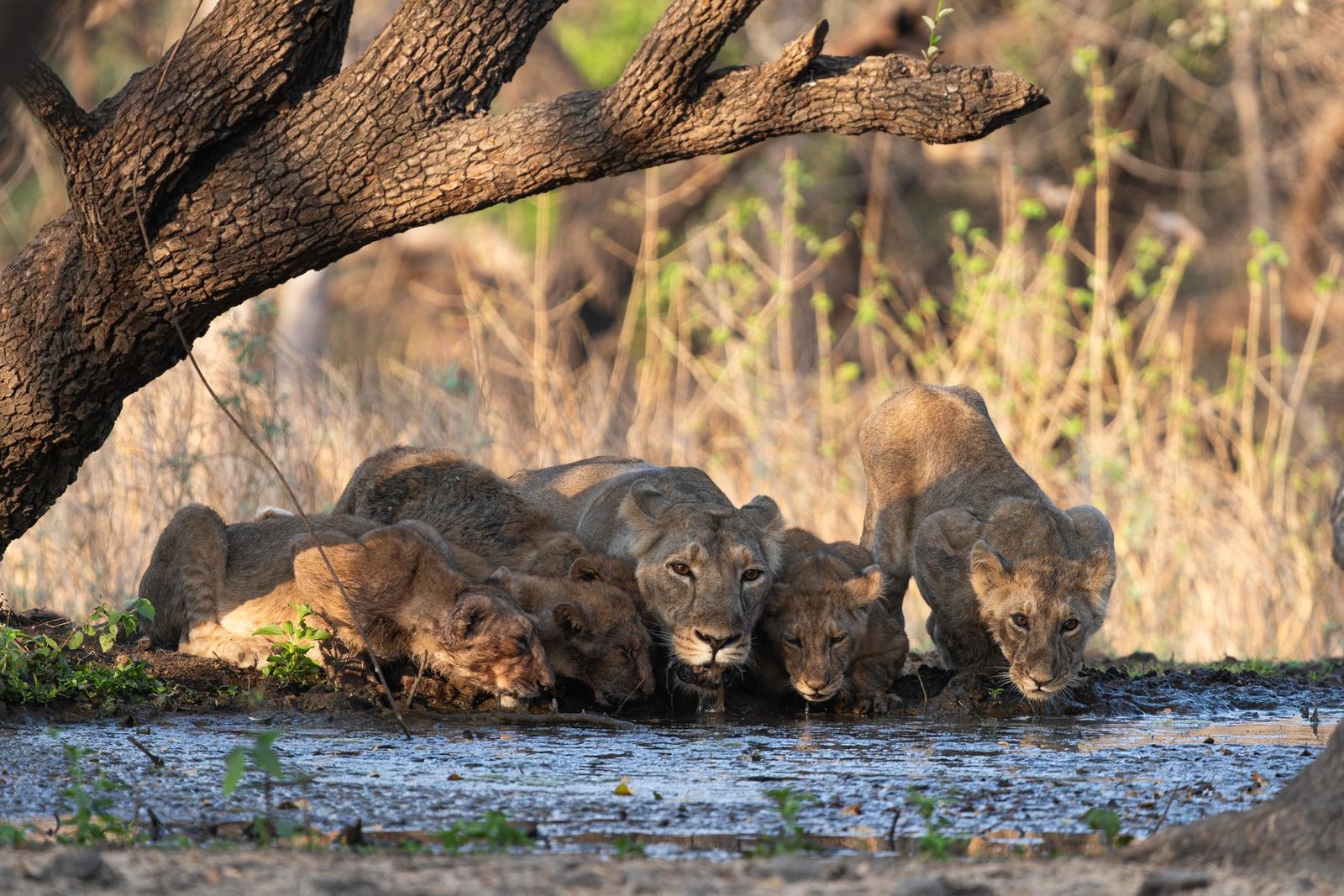 Asiatic lions at a waterhole, Sasan Gir