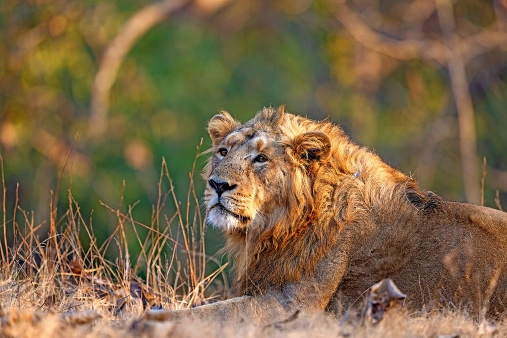 An Asiatic lion resting, Gujarat