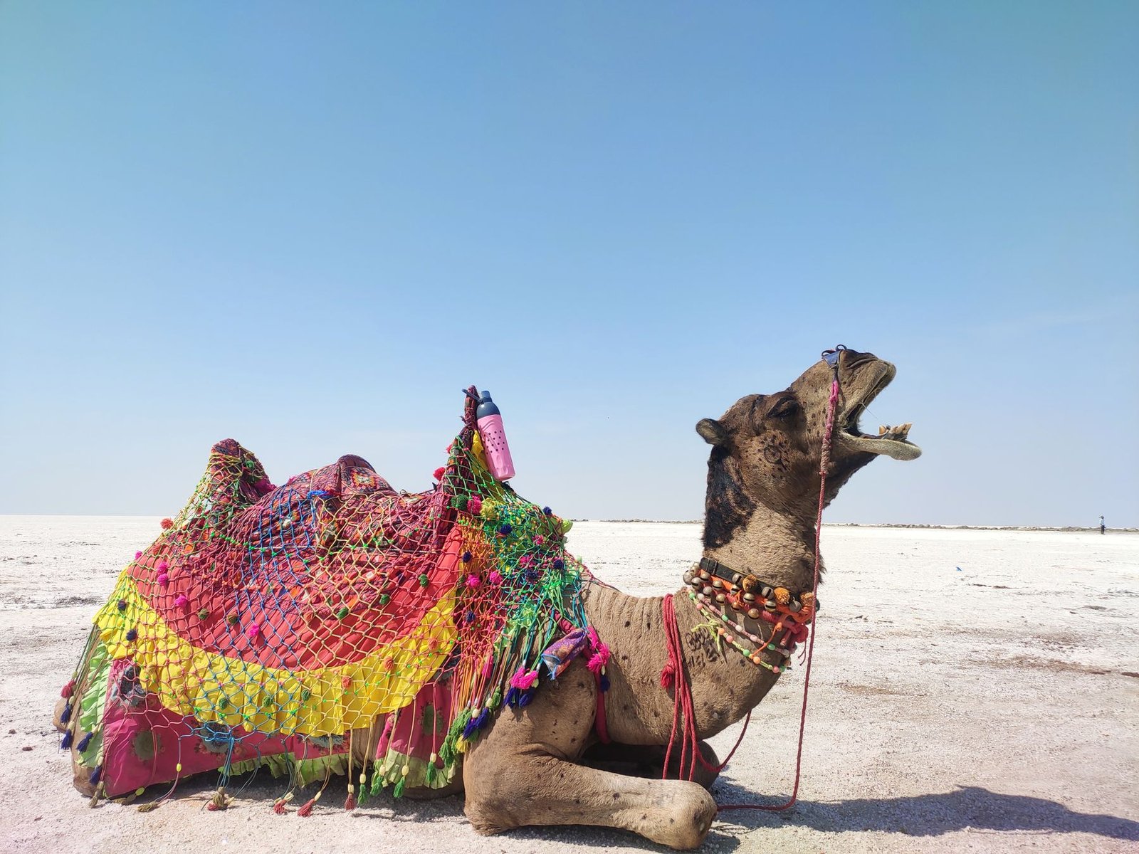 A decorated camel in the Rann of Kutch