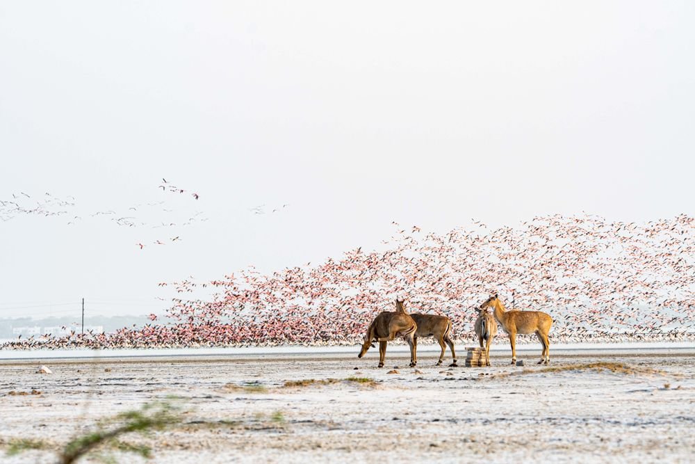 Flamingos and wild asses on a salt marsh