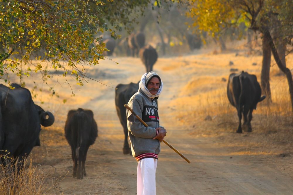 A farmer and buffaloes on a country road