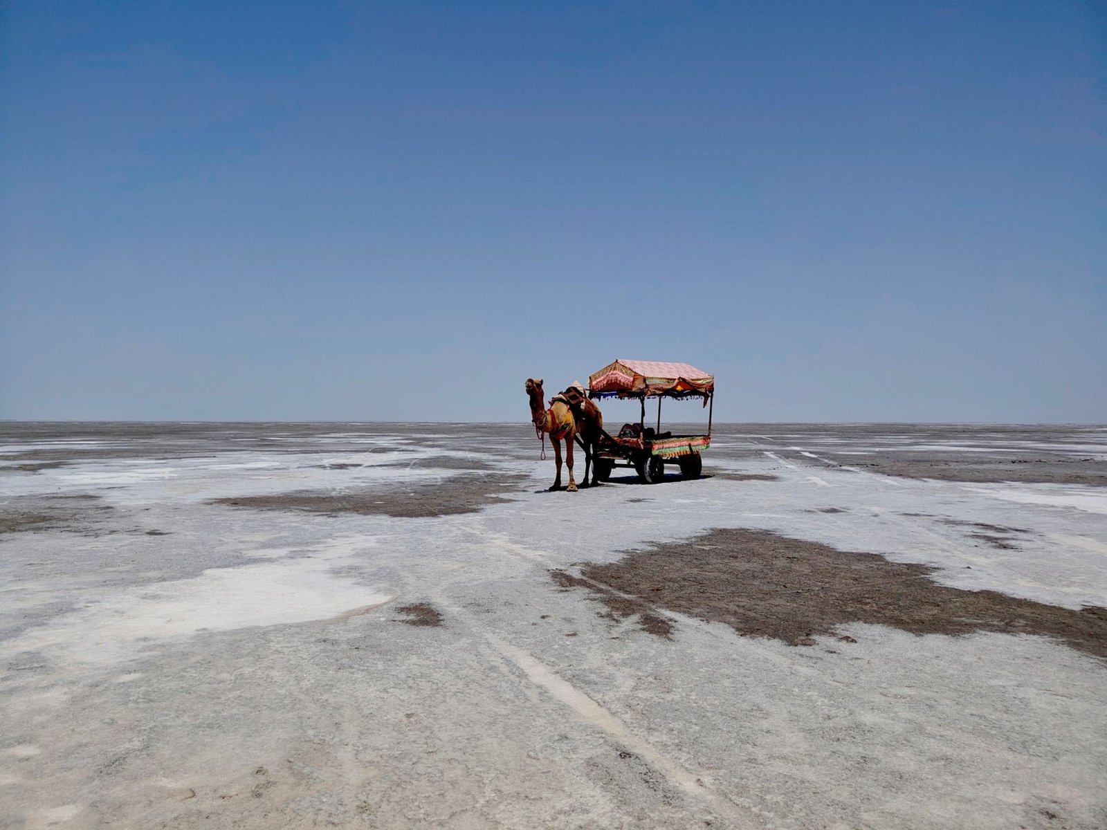 A camel cart on the White Rann of Kutch