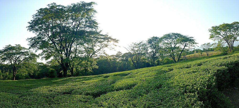 Tea gardens at Palampur