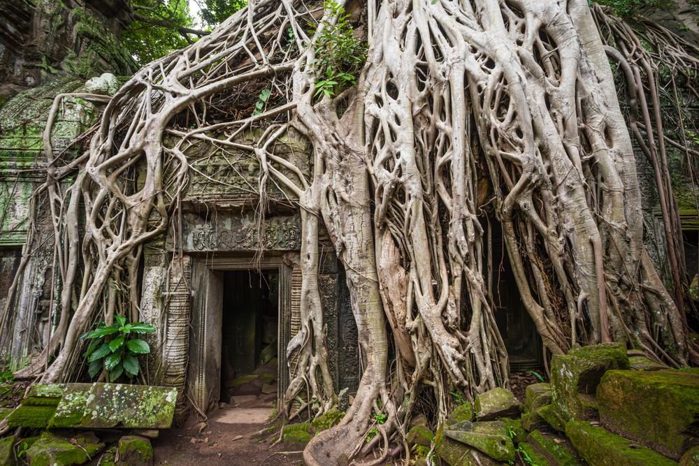 Ta Prohm, Angkor