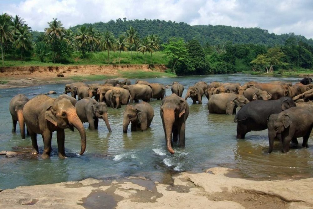 Elephants at Pinnawala