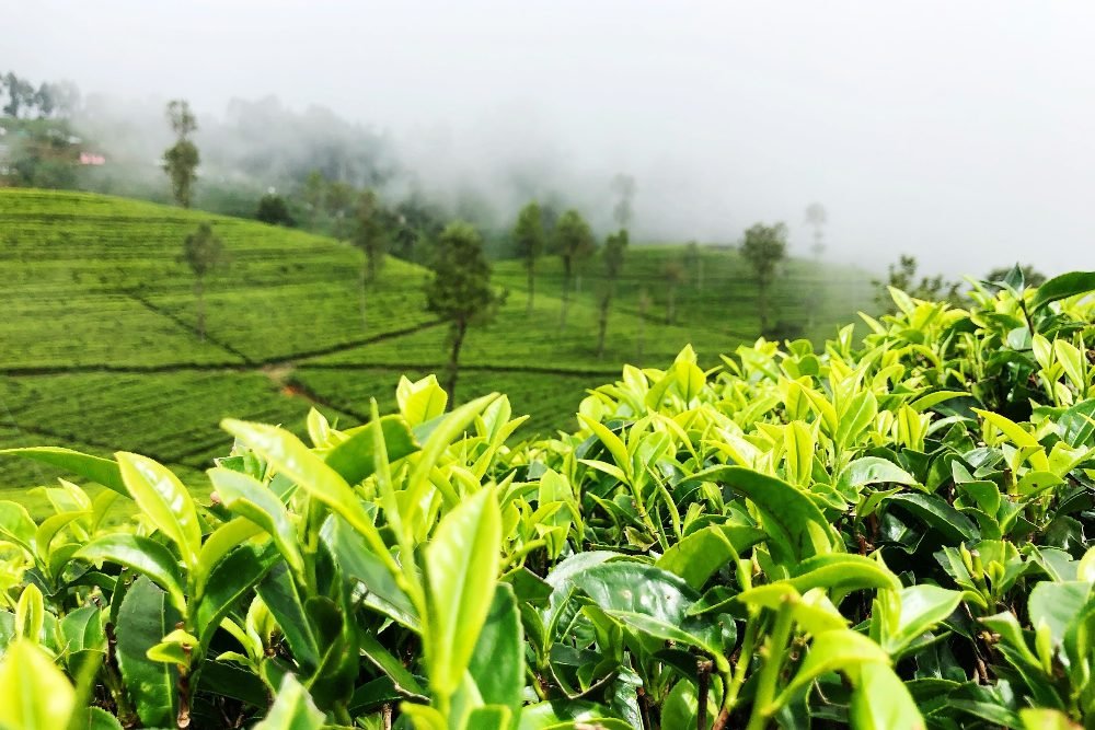 A tea estate in the hill country
