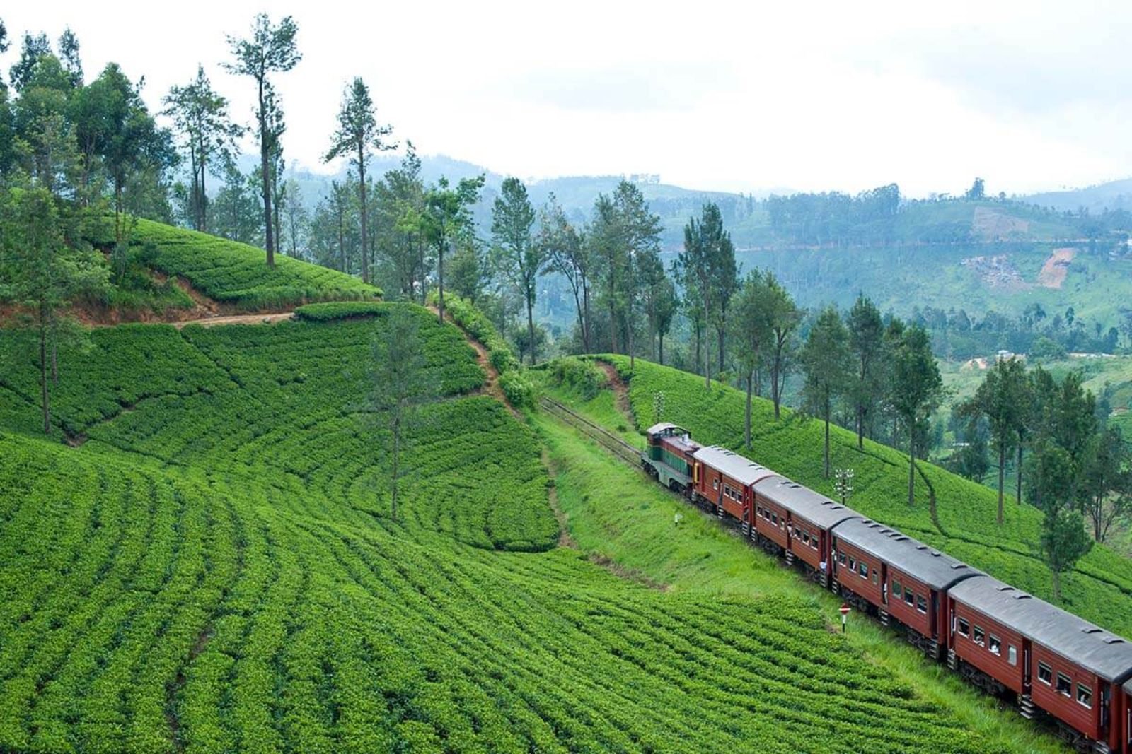 Tea country near Nuwara Eliya