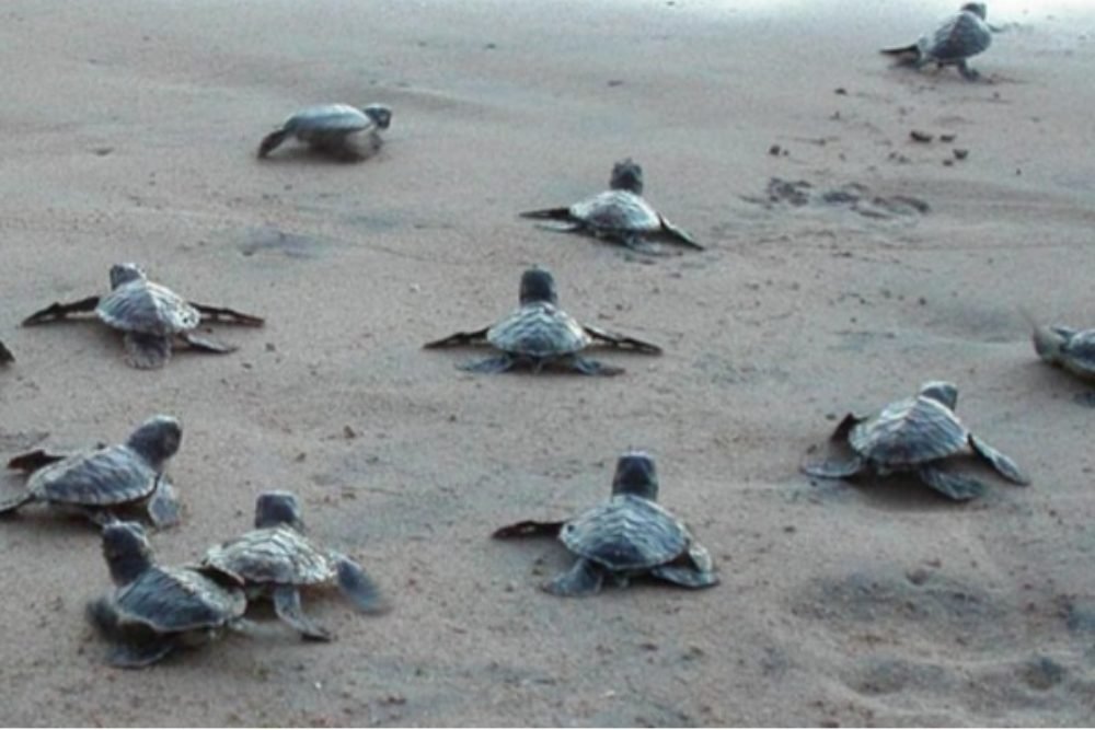 Turtle hatchlings, Kosgoda