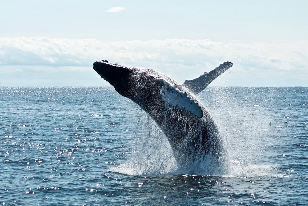 A breaching humpback whale