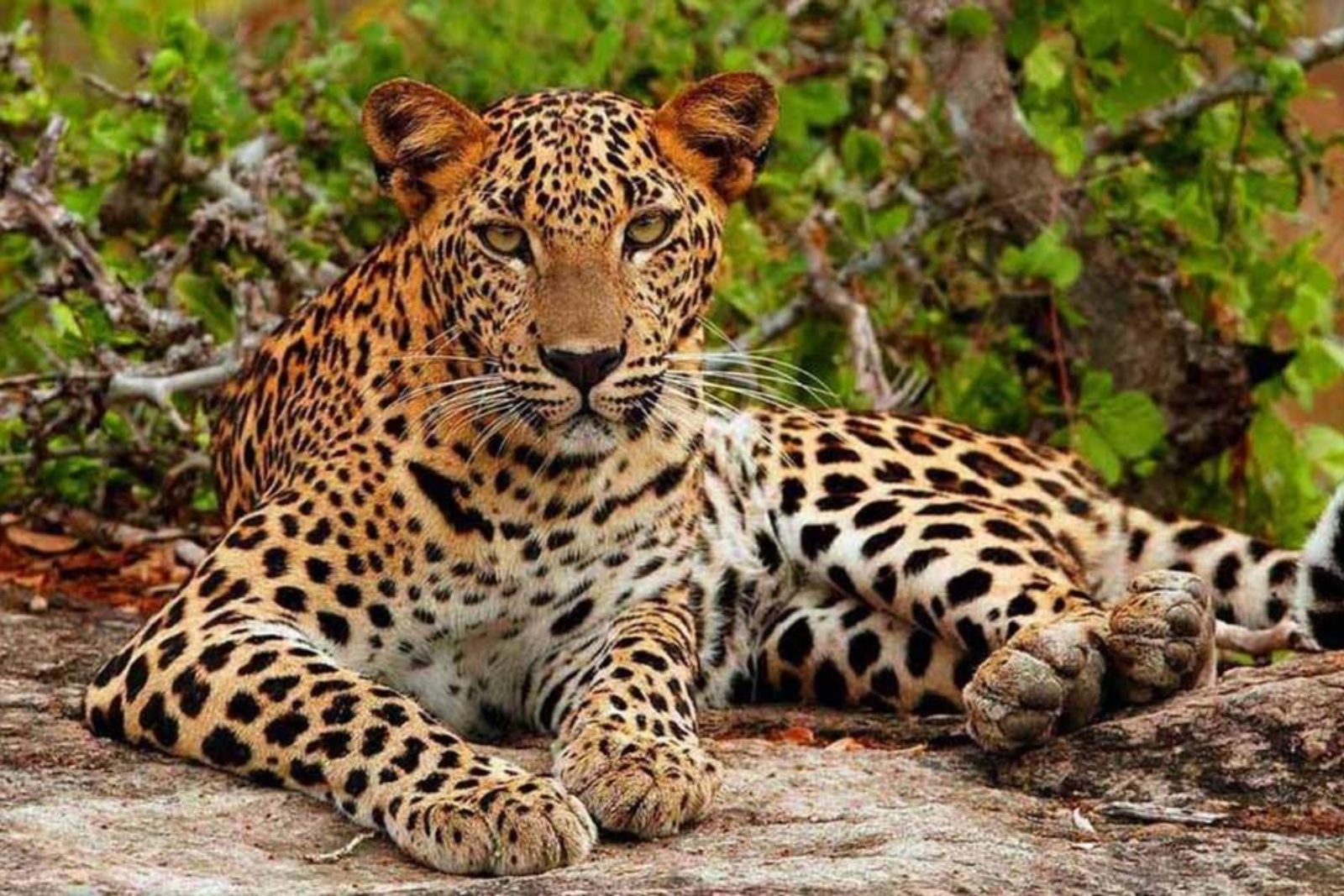 Leopard, Yala National Park