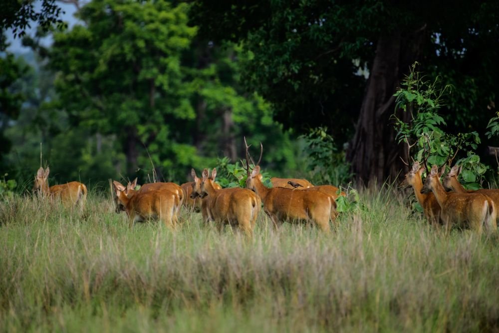 Barasingha in Kanha National Park
