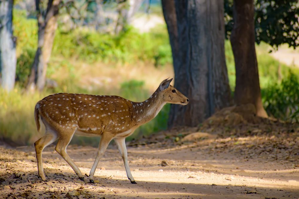 Chital on a forest path in Kanha