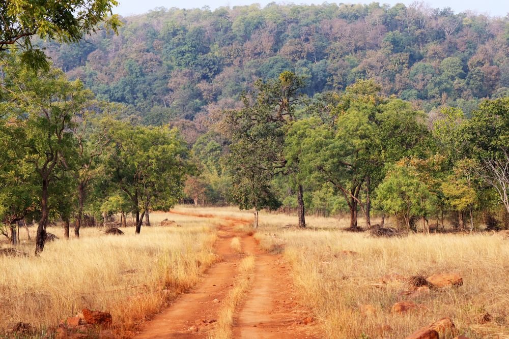 A track through dry forest