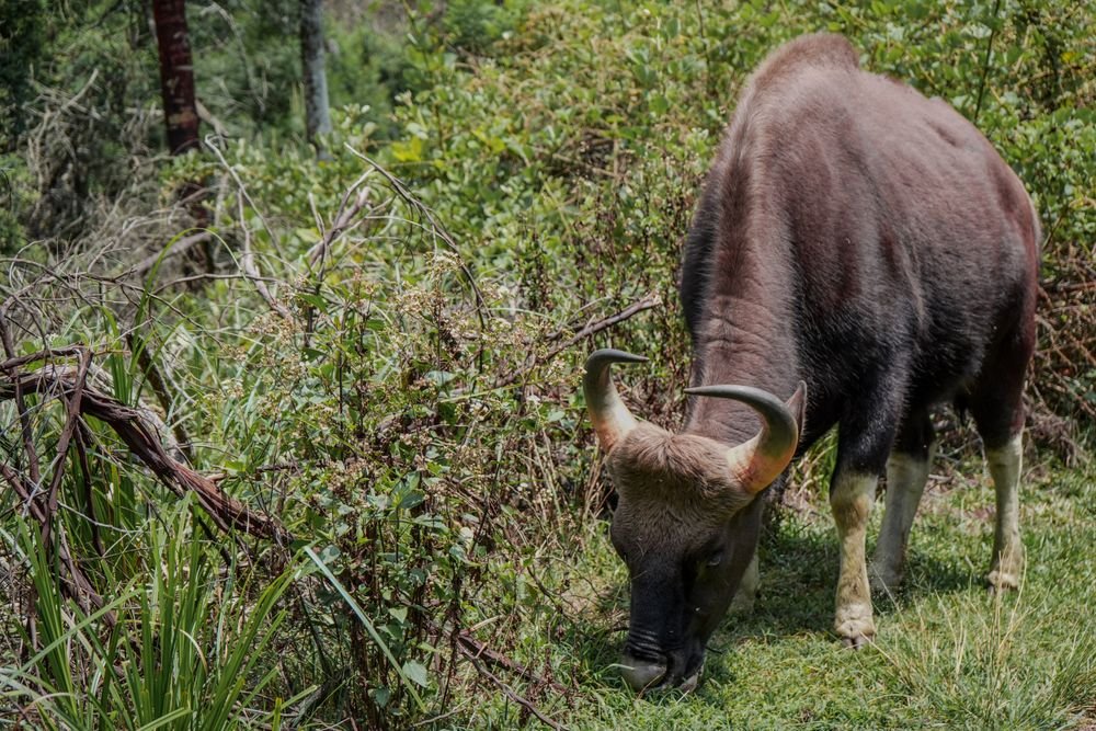 A gaur grazing in the forest