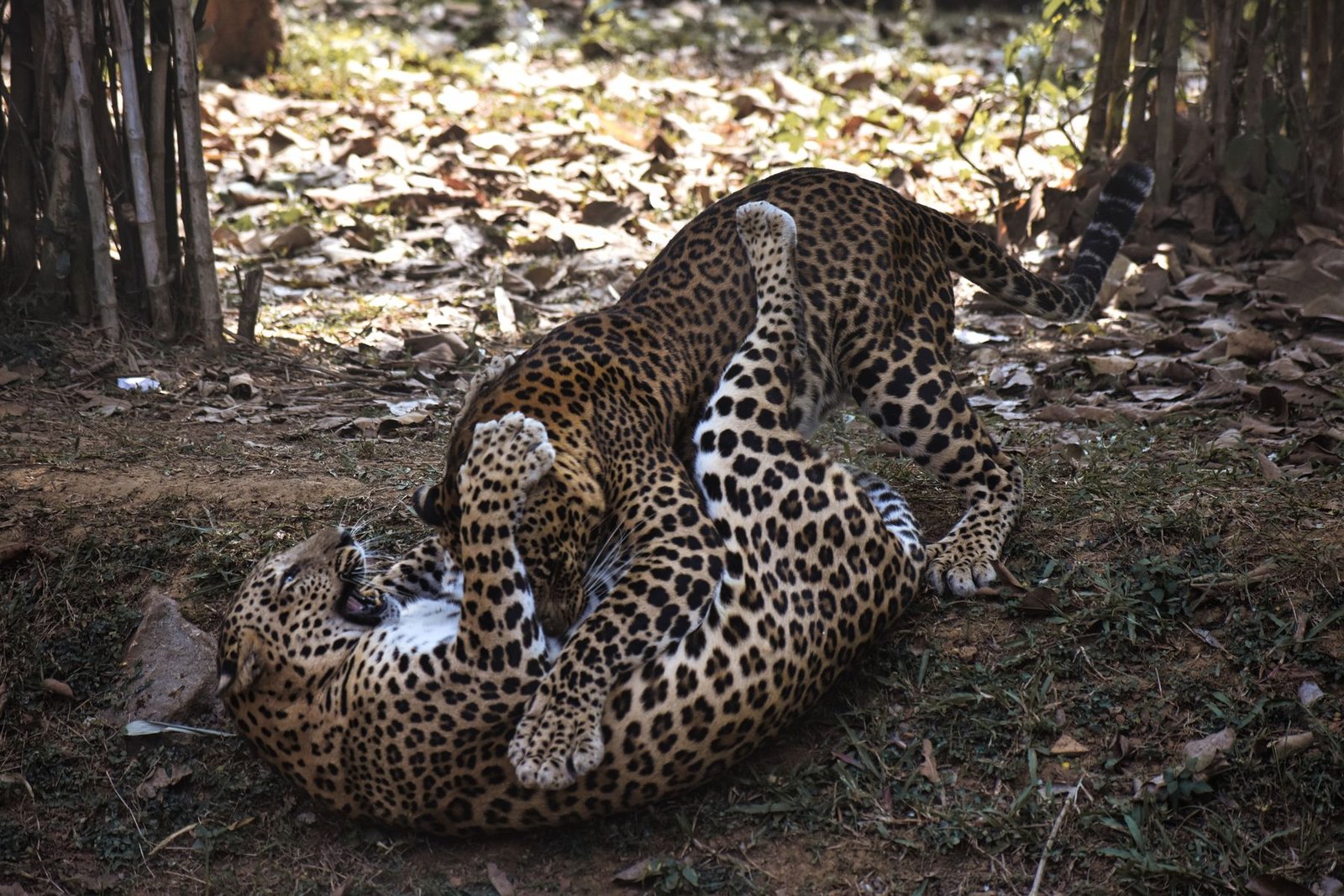 Two young leopards at play