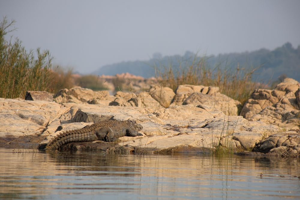 A crocodile on the rocks by the water in Panna