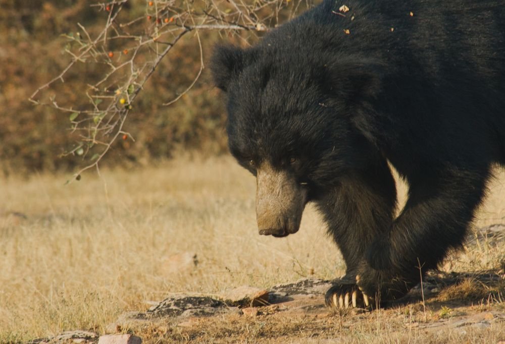A sloth bear in a forest clearing