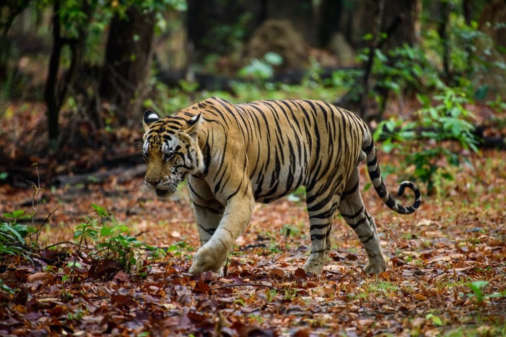A tiger in Kanha National Park