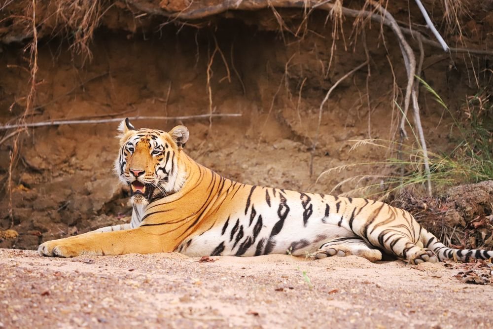 A tiger resting on a sandbank in Bandhavgarh