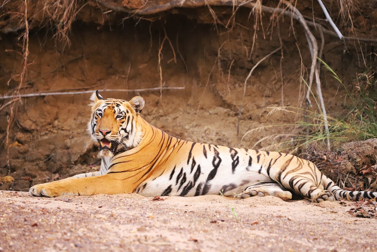 A tiger resting on a sandbank in Bandhavgarh