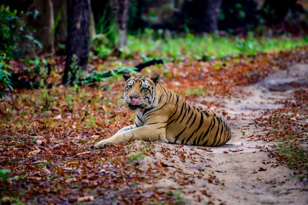 A tiger resting on a track in Kanha National Park