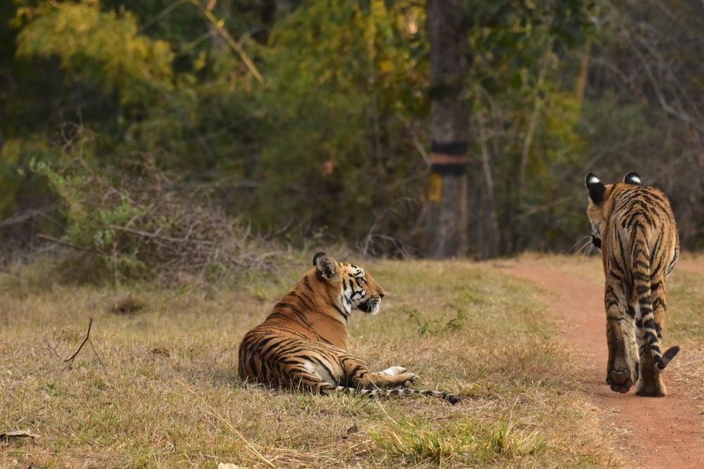 Two tigers on a forest track