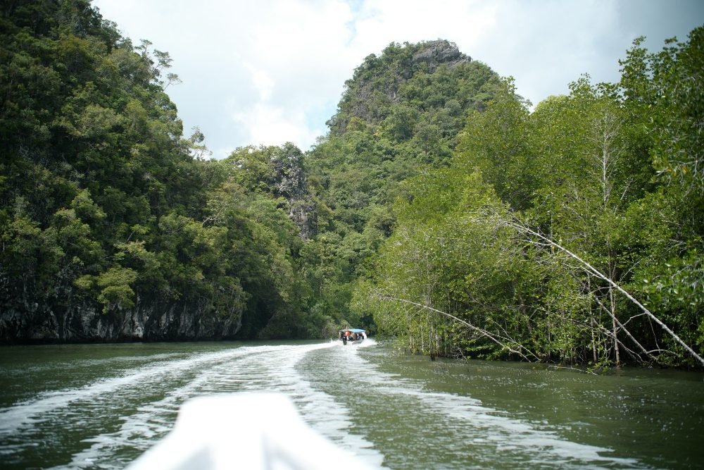 Mangrove river, Langkawi