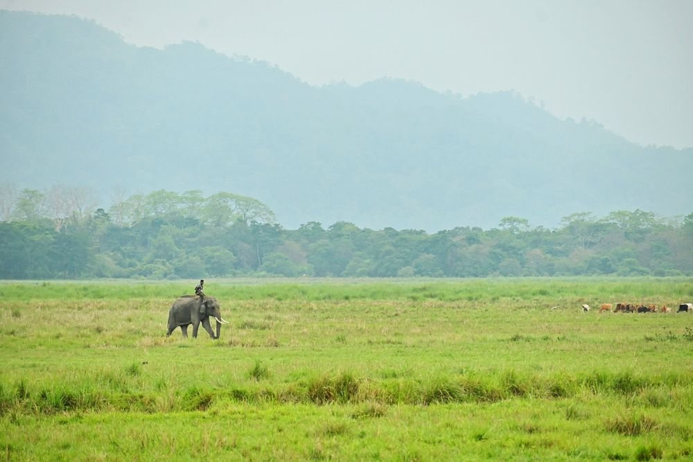 An elephant and rider in the grasslands below the hills