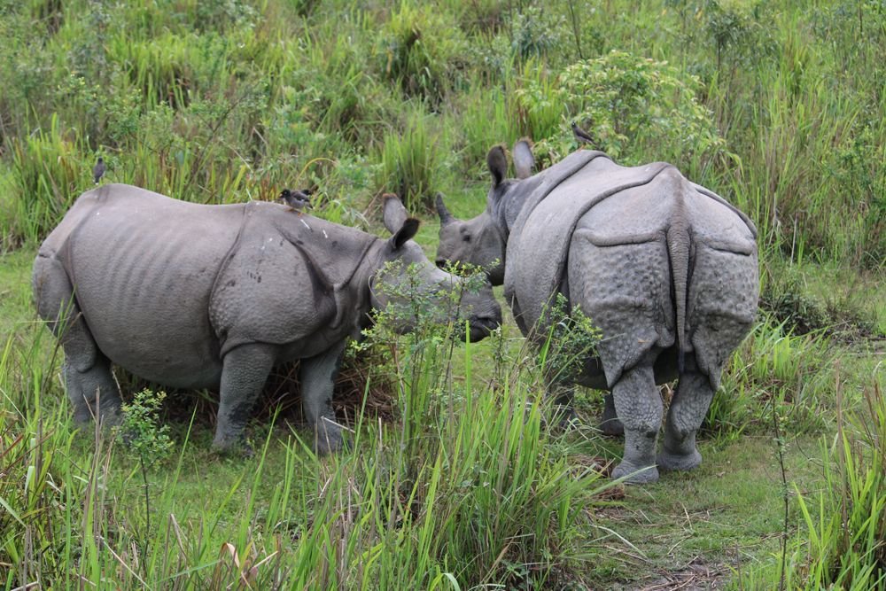 Rhinos in the tall grass of Kaziranga National Park