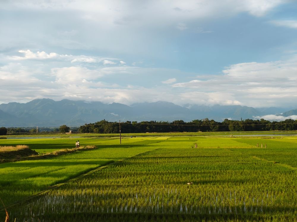 Paddy fields and hills in Assam