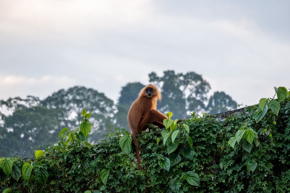 A golden langur, found only in western Assam and Bhutan